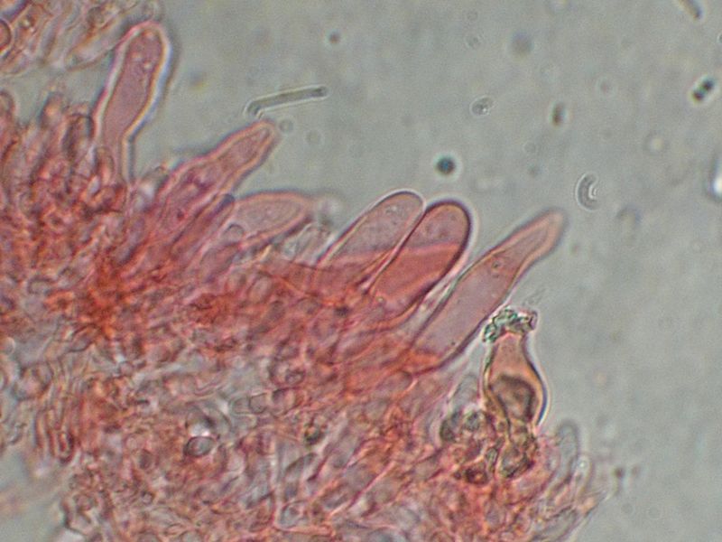Panellus patellaris     (Fr.)      Konrad & Maubl
